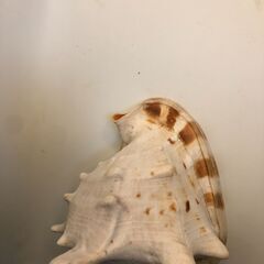 かたつむりsnail 貝の画像