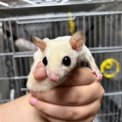 《沖縄》フクロモモンガ 5匹販売中!!