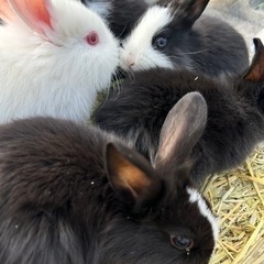 《沖縄》子うさぎ販売中!!