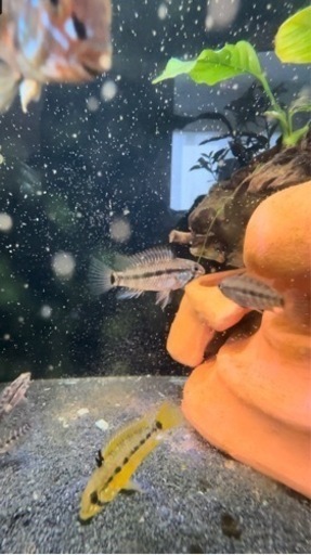 グラジャラメリン　F1 3匹