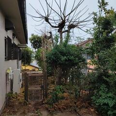 【無料】【DIY取り放題】【横浜自宅引取限定】庭の植木全部と芝生 高さ1m以下 イヌツゲ、ツツジ 2m クチナシ ツバキ ※プロフ必読！！の画像