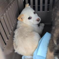 【里親様見つかりました💖】(愛媛県内のみ)子犬の里親募集中💖 - 伊予郡