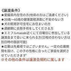 《再募集》2019年11/11生れの室内飼い中型犬♀里親募集 - 里親募集