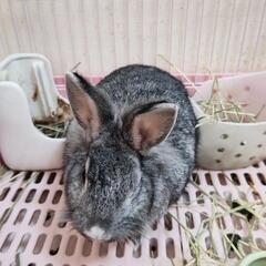 うさぎ