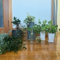 観葉植物セット(ガジュマルなど)植木鉢　水やりマーカー　水皿付　...