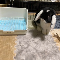 可愛がって頂けたる里親募集（里親様決まりました。）