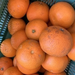 八朔 有機肥料で栽培 10kg