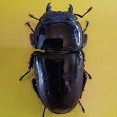 お取引中　ダイオウヒラタ　2の画像