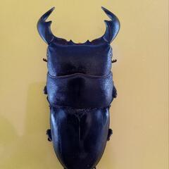 お取引中　ダイオウヒラタ　2の画像