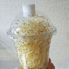 【7/18~再販】ｷｲﾛｼｮｳｼﾞｮｳﾊﾞｴ 100匹 500円