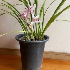 シンビジューム①