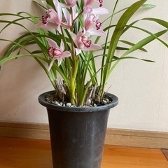 シンビジューム②