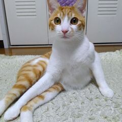 留守番も出来る仲良し兄妹①