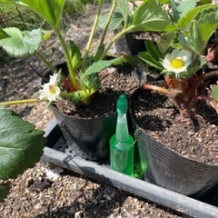 イチゴ苗(6ポット)自家製