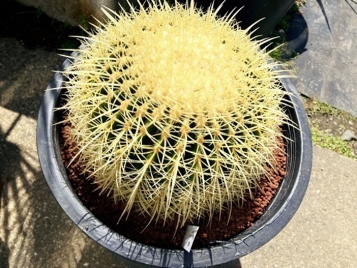 サボテン　金鯱　キンシャチ