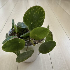 観葉植物 差し上げますの画像