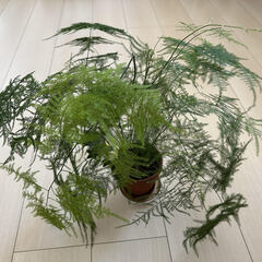 観葉植物 差し上げますの画像