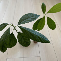 観葉植物 差し上げますの画像