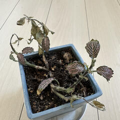 観葉植物 差し上げますの画像