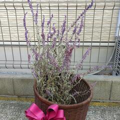 アメジストセージのドライフラワー