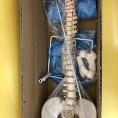 脊柱標本　新品未使用品の画像