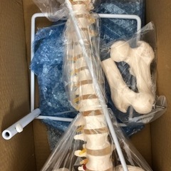 脊柱標本　新品未使用品の画像
