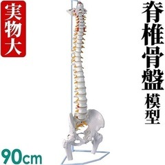 脊柱標本　新品未使用品の画像