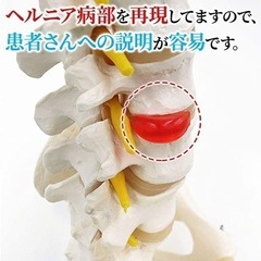 脊柱標本　新品未使用品の画像