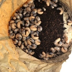 カブトムシの幼虫差し上げます