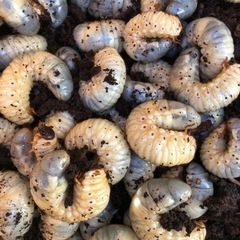 カブトムシの幼虫差し上げますの画像