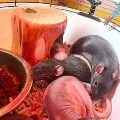 ファンシーラット2月生まれ男の子♡成長したので写真新しくしました