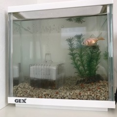 金魚　コメット　水槽付き　