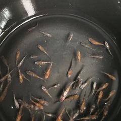 【メダカ】三色サファイア20匹