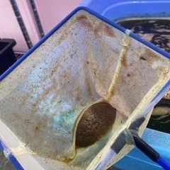 タマミジンコ販売