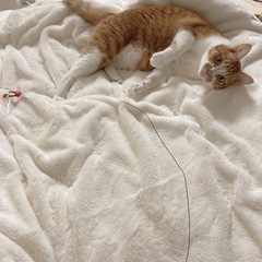 茶トラ5歳です🐈