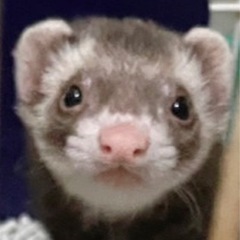 マーシャルフェレット 男の子 1歳