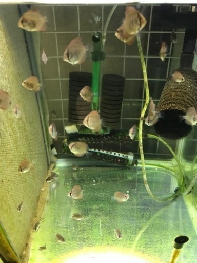 ディスカスの稚魚　40匹のセット