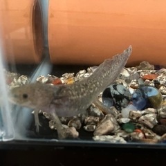 ウーパールーパー譲ってください。