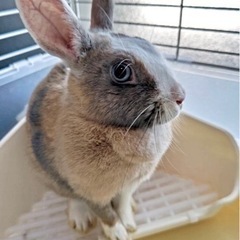 里親様にお引き渡ししました。【 生後9ヶ月　うさぎ】避妊手術日決...