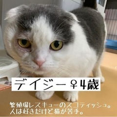 （ご参加ありがとうございました！）team ねこまんま譲渡会　 - 天理市