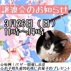 （ご参加ありがとうございました！）team ねこまんま譲渡会　