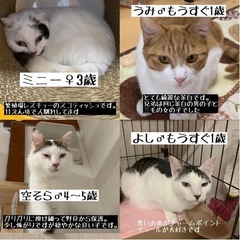 （ご参加ありがとうございました！）team ねこまんま譲渡会　 - その他