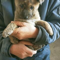 【トラ】甲斐犬ミックス里親募集