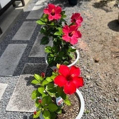 ハイビスカス