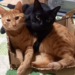 ねこちゃん専用シニアほーむ🐱🐾 - 地元のお店