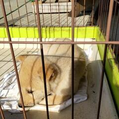 ４匹産まれた子犬１ヶ月半