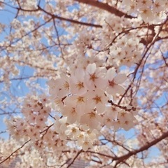 3/26(日)『お花見ウォーキング会🌸』 - スポーツ