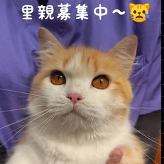 里親募集中～！スコテッシュホールド♀レッドタビー＆ホワイト(ブリ...