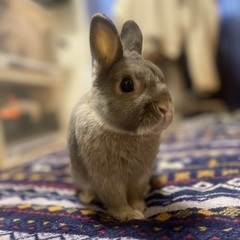 うさぎ 性別不明 6歳