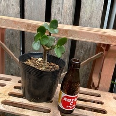 金のなる木❓の画像
